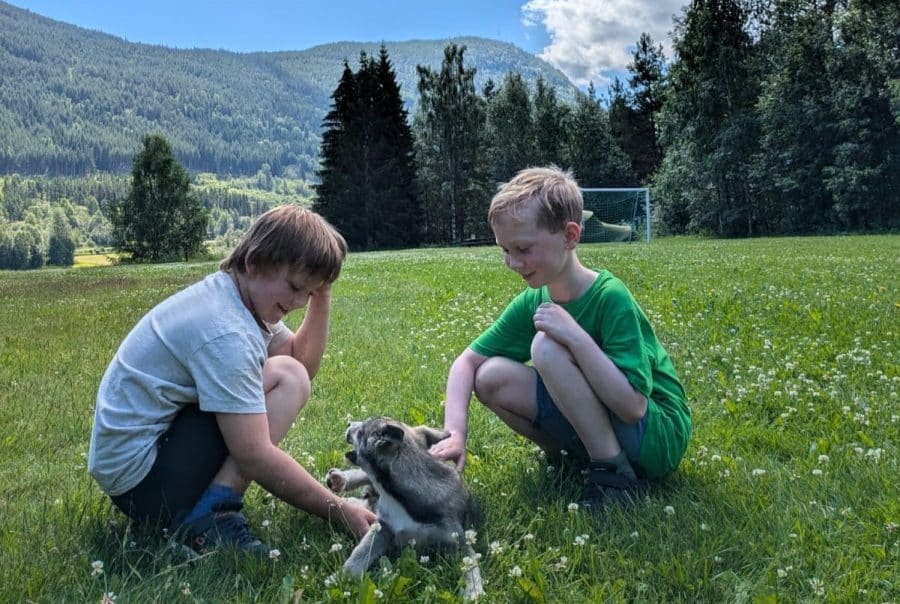 Barn koser med valper under hundekjøringsaktivitet i Sjoa.